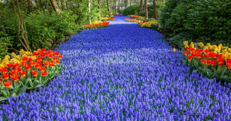 4 000 მეტრზე გადაჭიმული კეუკენჰოფის ბაღი ჰოლანდიური ყვავილების 800 სხვადასხვა სახეობით