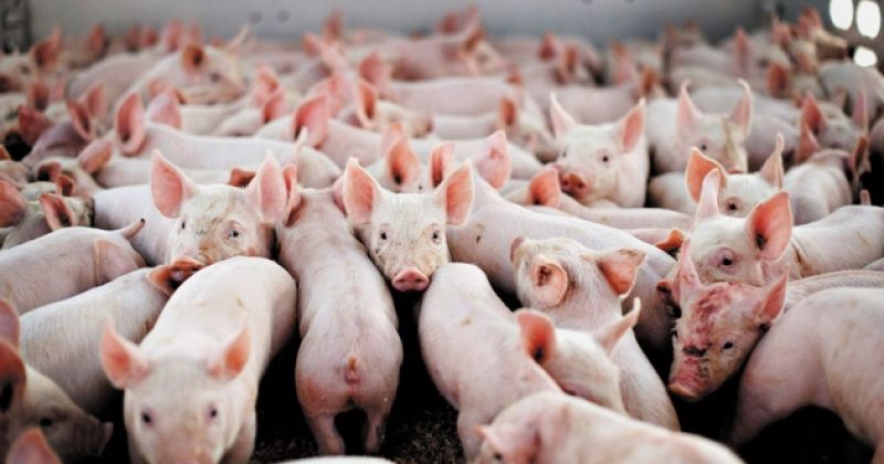 2018 წელს ჩინეთში გავრცელებულ ღორის ვირუსს მსოფლიოში საკვების ფასებზე ექნება გავლენა
