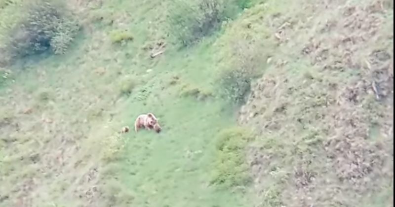 დედა დათვი და ბელები ფშავ-ხევსურეთის ეროვნულ პარკში - video