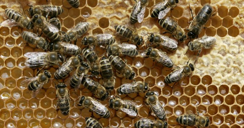 რატომ მოკვდა 500 მილიონი ფუტკარი ბრაზილიაში გასული სამი თვის განმავლობაში?