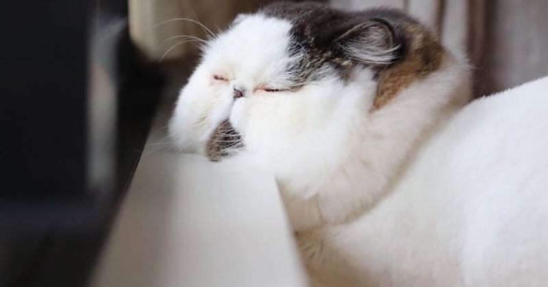 გაიცანით ზუუ - ფუმფულა კატა, რომელსაც სულ ეძინება [გალერეა]