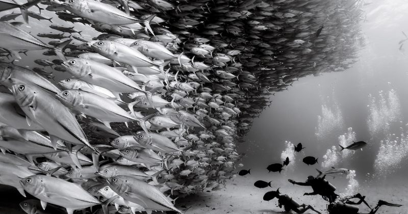 ფოტოგრაფი 30 წელზე მეტია წყალქვეშა სამყაროს შავ-თეთრ სურათებს უღებს