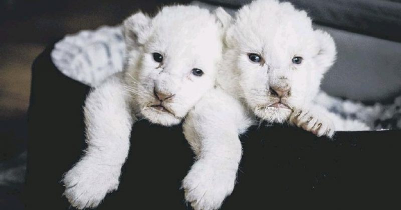 ნალა და სიმბა - საფრანგეთში იშვიათი თეთრი ლომის 2 ბოკვერი დაიბადა