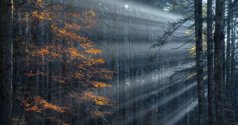 იტალიელი ფოტოგრაფის შუაგულ ტყეში ყოფნის დროს გადაღებული ჯადოსნური ფოტოები
