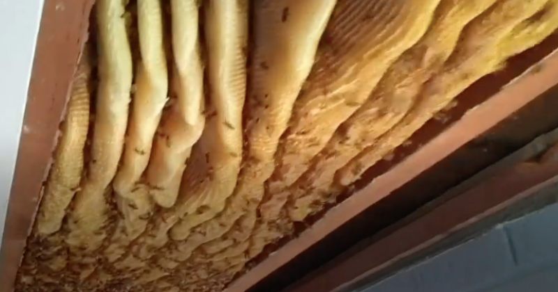 ავსტრალიაში, სახლის ჭერში 60 000-მდე ფუტკრის მიერ გაკეთებული უზარმაზარი სკა აღმოაჩინეს