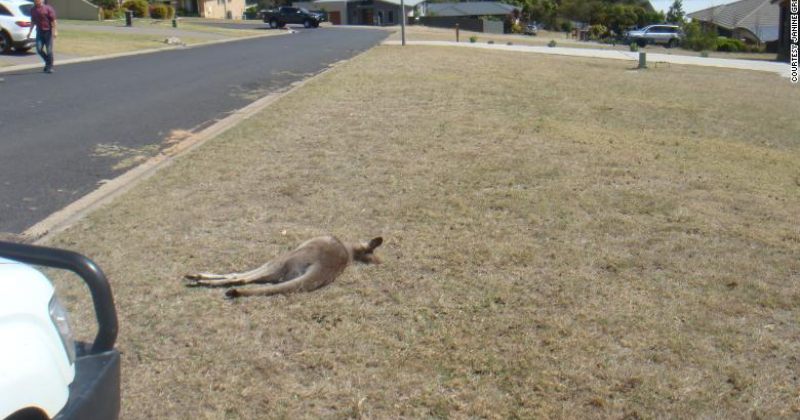 მანქანის დაჯახების შედეგად ავსტრალიაში 20 კენგურუ მოკვდა