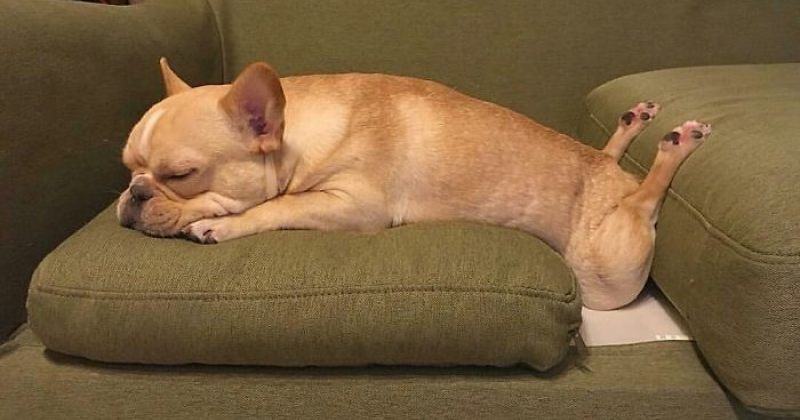 ძაღლები, რომლებსაც საკმაოდ უცნაურ პოზებში ძინავთ - ფოტოები