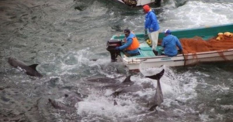 იაპონიაში, ტაიჯის სანაპიროზე დელფინებზე ყოველწლიური ნადირობა დაიწყო