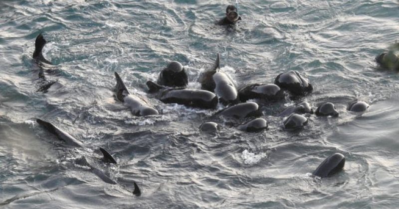 დელფინები ერთმანეთს არ შორდებოდნენ, როდესაც იაპონელი მეთევზე ატყვევებდათ - ვიდეო