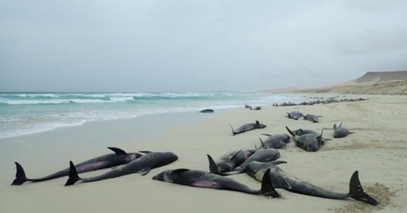 ჩრდილოეთ აფრიკის კუნძულზე ოკეანემ 163 დელფინი გამორიყა - ვიდეო