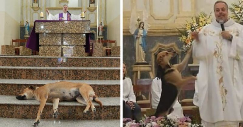 ბრაზილიაში მღვდელს წირვებზე უპატრონო ძაღლები შეყავს, რათა მათ პატრონები იპოვონ