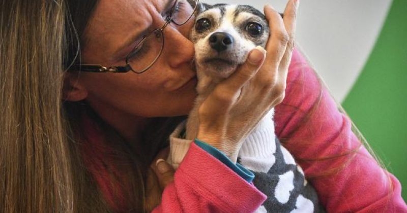 პატრონმა 12 წლის წინ დაკარგული ძაღლი 1800 კილომეტრის დაშორებით იპოვა