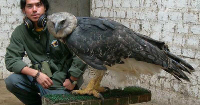 Harpy Eagle - უზარმაზარი ფრინველი სამხრეთ ამერიკიდან (ფოტოები)