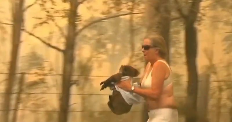 ავსტრალიაში ქალმა კოალა ხანძრისგან გადაარჩინა - video