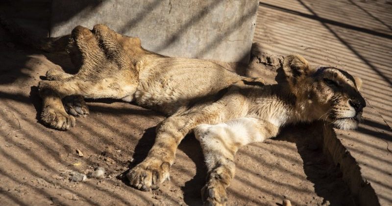 სუდანის ზოოპარკიდან ნაშიმშილები ლომების სურათები გავრცელდა