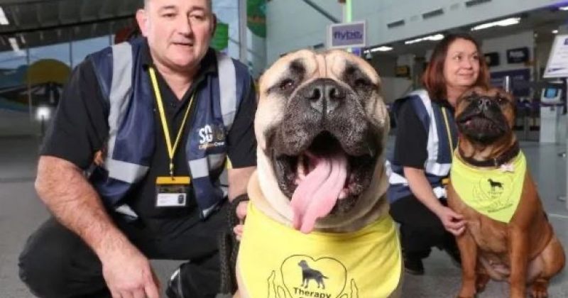 საუთჰემპტონის აეროპორტში მგზავრების დასაწყნარებლად ძაღლებს გამოიყენებენ