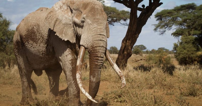 კენიის ერთ-ერთი უკანასკნელი გრძელი ეშვების მქონე სპილო 50 წლის ასაკში მოკვდა