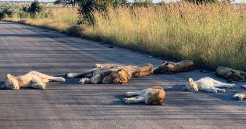 სამხრეთ აფრიკაში covid19-ის გამო დაწესებული კარანტინის დროს ლომებს სამანქანო გზაზე ეძინათ