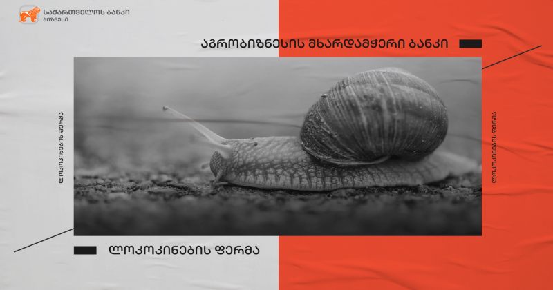 ® საქართველოს ბანკის მხარდაჭერით, აბაშაში ლოკოკინების ფერმა გაიხსნება