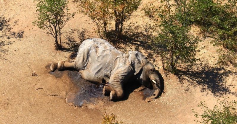 ბოტსვანის მთავრობა ამბობს, რომ ასობით სპილოს სიკვდილის მიზეზი აღმოჩენილია