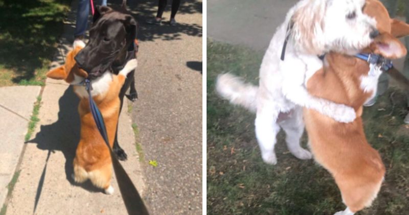 კორგის ჯიშის ძაღლი ქუჩაში შემხვედრ ყველა ძაღლს ეხუტება - ფოტოები