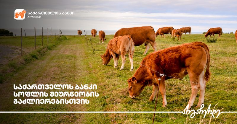 ® საქართველოს ბანკის მხარდაჭერით სოფელ საჯავახოში ფერმა აშენდა