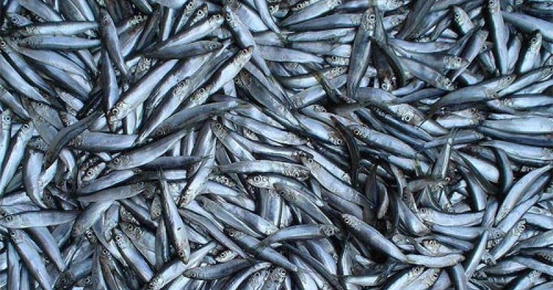 "სიტუაცია დღითიდღე მძიმდება" – ფოთში თევზის სუნის წინააღმდეგ აქციები კვლავ გრძელდება