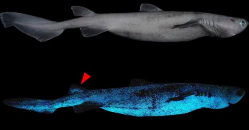 მეცნიერებმა მანათობელი ზვიგენების სამი სახეობა აღმოაჩინეს
