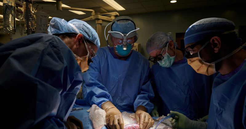 ამერიკელმა ქირურგებმა ადამიანს ღორის თირკმელი წარმატებით გადაუნერგეს