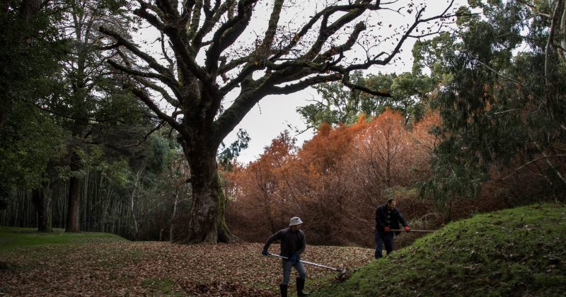 NYT: ხეების სიყვარული თუ ძალაუფლების დემონსტრირება? ოლიგარქის უცნაური პარკი