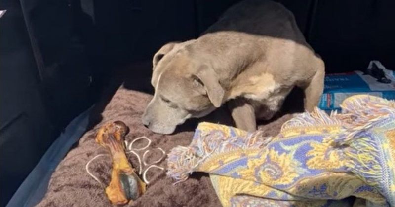 კალიფორნიაში დაკარგული ძაღლი ზოი პატრონს 12 წლის შემდეგ დაუბრუნეს