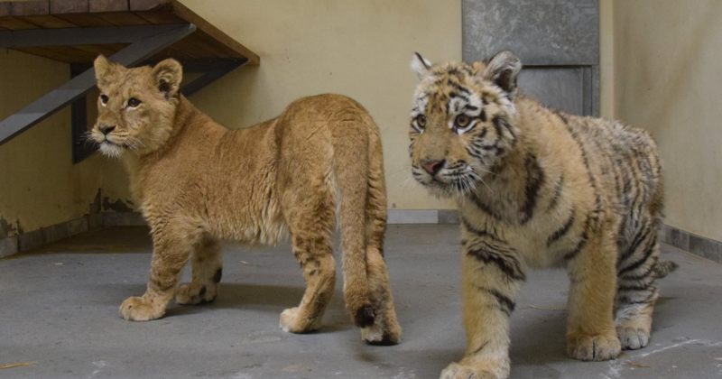 6 ლომი, 6 ვეფხვი, 2 კარაკალი – კიევიდან ცხოველები პოზნანის ზოოპარკში ჩაიყვანეს (ფოტოები)
