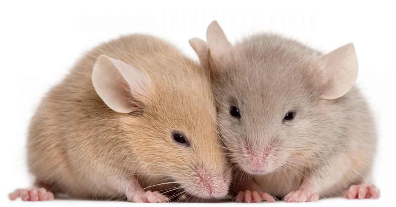 მეცნიერებმა ორი მამრობითი სქესის თაგვისგან ჩანასახის გამოყვანა შეძლეს