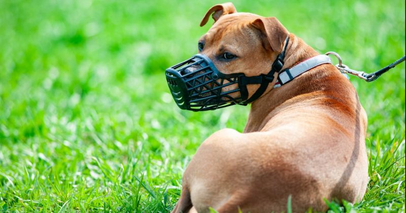 ძაღლის საბელის ან ალიკაპის გარეშე სეირნობისთვის ჯარიმა 150 ლარამდე გაიზრდება – კანონპროექტი