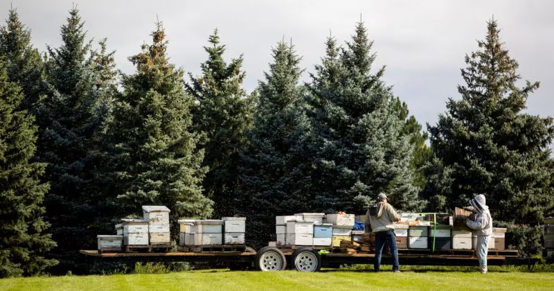 კანადაში გზატკეცილზე ტრაილერიდან ჩამოცვენილი ყუთებიდან 5 მილიონი ფუტკარი ამოფრინდა