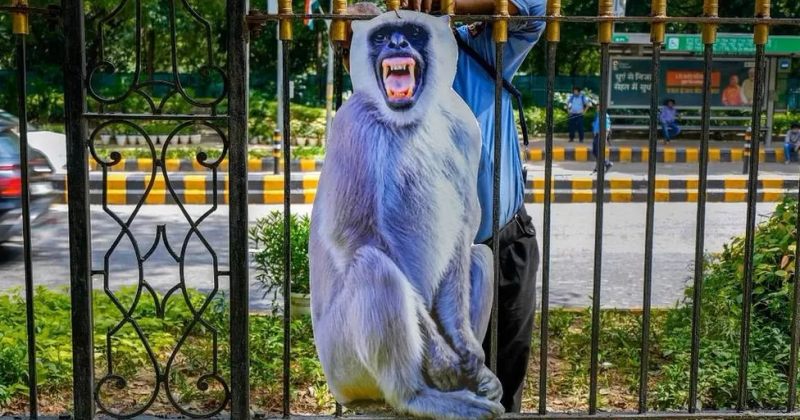 G20-ის სამიტის მაიმუნებისგან დასაცავად ინდოეთში ზომებს იღებენ