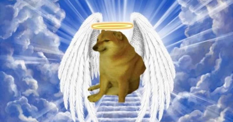 ინტერნეტ მიმების ცნობილი პერსონაჟი, ძაღლი ბოლცი მოკვდა