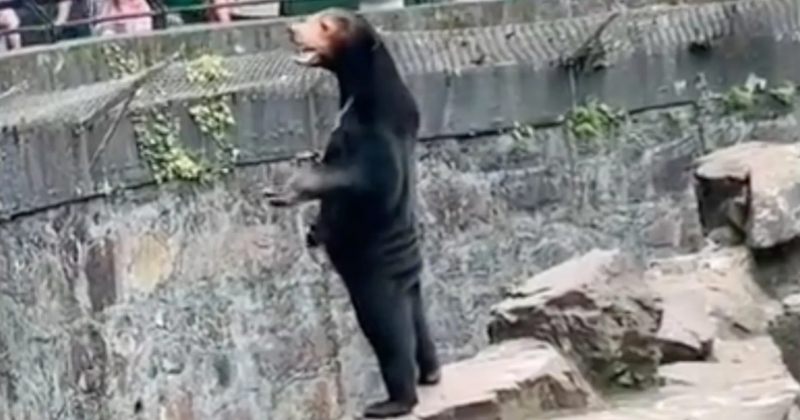 ჩინეთის ზოოპარკი უარყოფს ბრალდებას, რომ მათი დათვები შენიღბული ადამიანები არიან