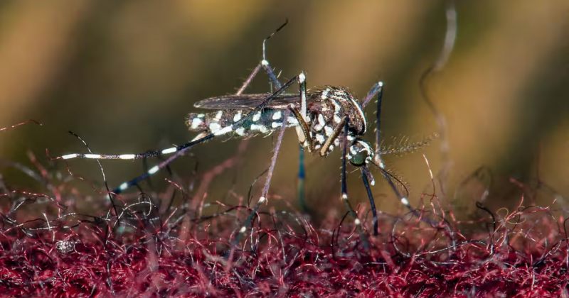 პარიზის რაიონები ვირუსების გადამტანი კოღოების საწინააღმდეგოდ შეწამლეს