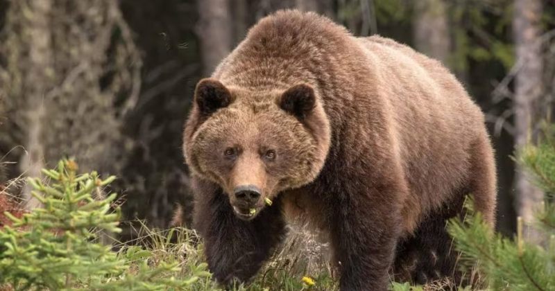 კანადის ეროვნულ პარკში დათვმა ორი მოლაშქრე და მათი ძაღლი მოკლა