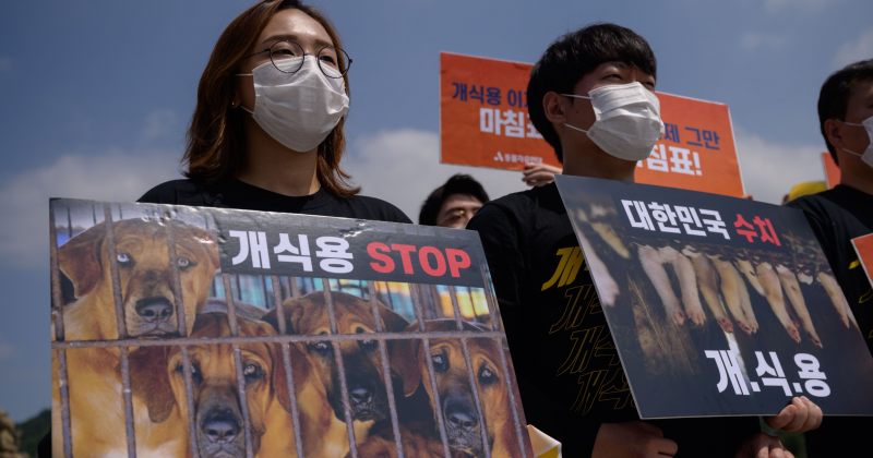 სამხრეთ კორეაში ძაღლის ხორცის ჭამის აკრძალვა იგეგმება