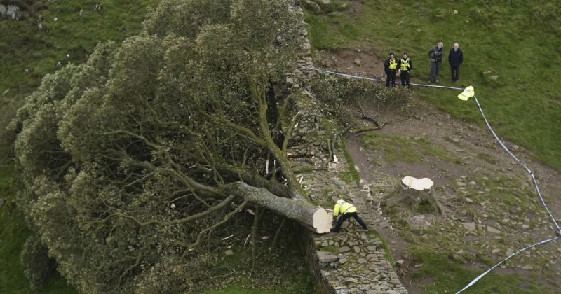 "რობინ ჰუდის ხის" მოჭრის საქმეზე ბრიტანეთში კიდევ 2 კაცი დააკავეს
