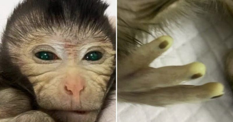 ჩინელმა მეცნიერებმა ემბრიონში ღეროვანი უჯრედების დამატებით პირველი მაიმუნი შექმნეს 