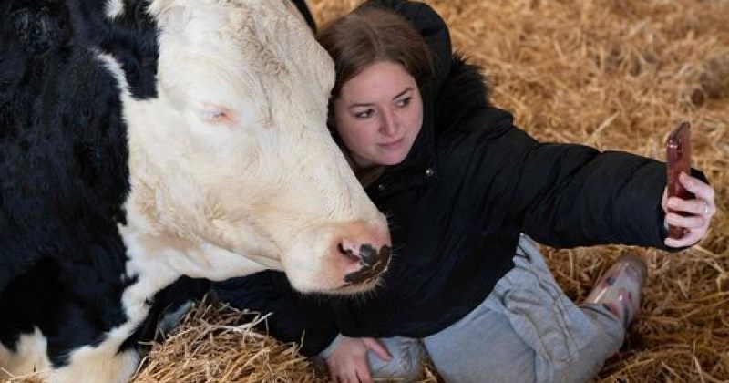 ბრიტანეთის ფერმა სტრესის შესამცირებლად მომხმარებლებს ძროხებთან მოფერების სერვისს სთავაზობს