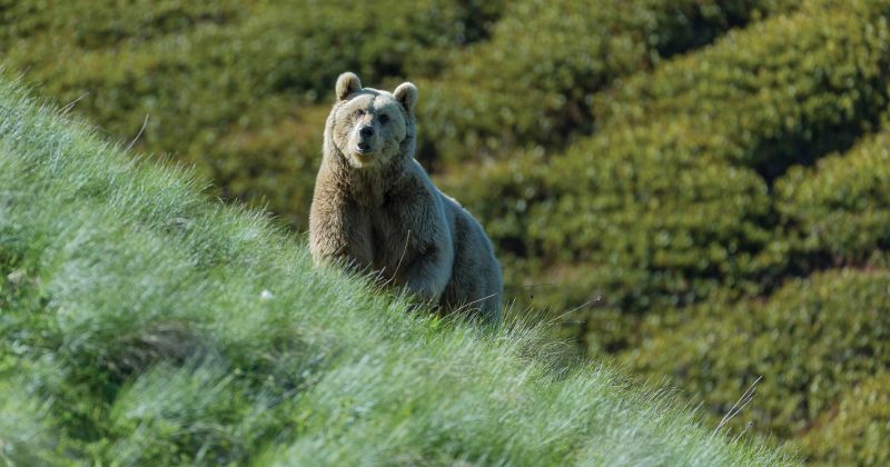 უკანონო ნადირობის ფაქტი – დუშეთში წითელ ნუსხაში შეტანილი მურა დათვი მოკლეს
