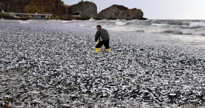 იაპონიის სანაპიროზე ათასობით ტონა მკვდარი სარდინი გამოირიყა