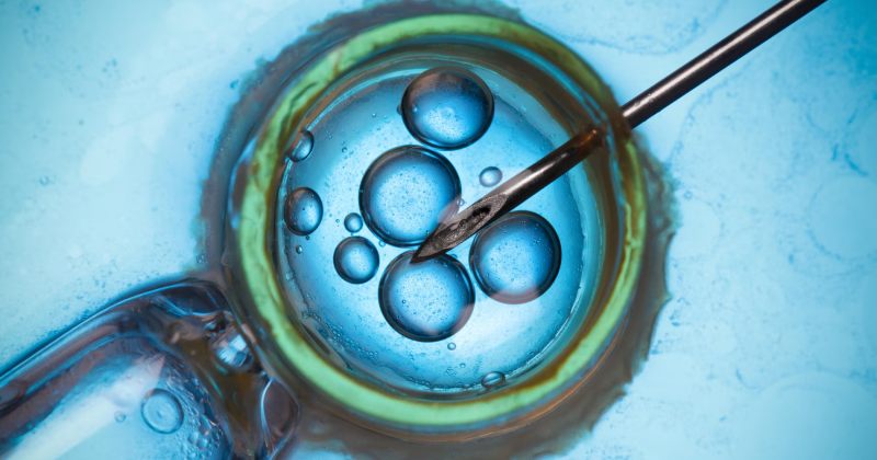 მეცნიერებმა კანის უჯრედებისგან სასქესო უჯრედების შექმნის ახალი მეთოდი გამოცადეს