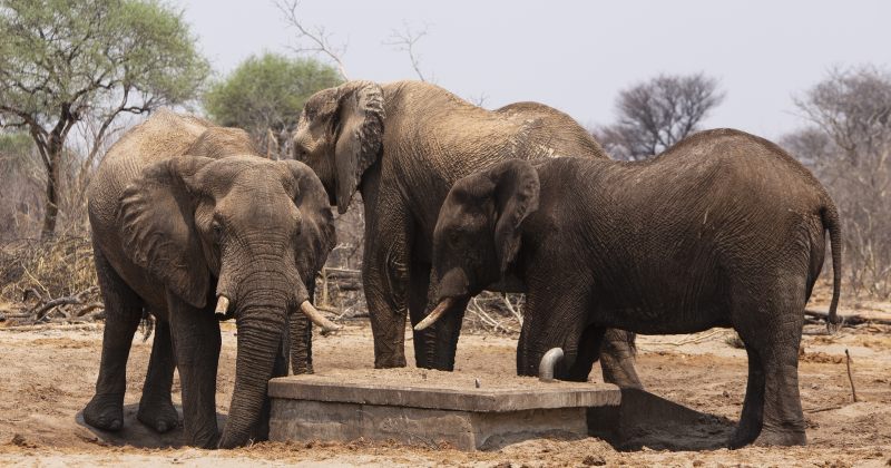 ბოტსვანის პრეზიდენტი გერმანიას 20 000 სპილოს გაგზავნით ემუქრება