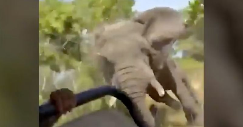 ზამბიაში სპილომ ამერიკელი ტურისტი მოკლა