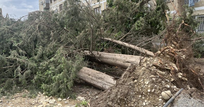 მერია: უამინდობის შედეგად წაქცეულმა ხეებმა დააზიანა სახლები, ავტომობილები, კომუნიკაციები
